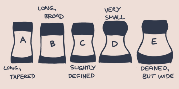 what is my kibbe body type