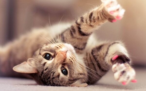 cheer up my cat