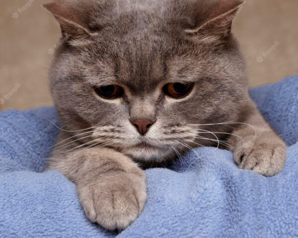 is my cat depressed quiz