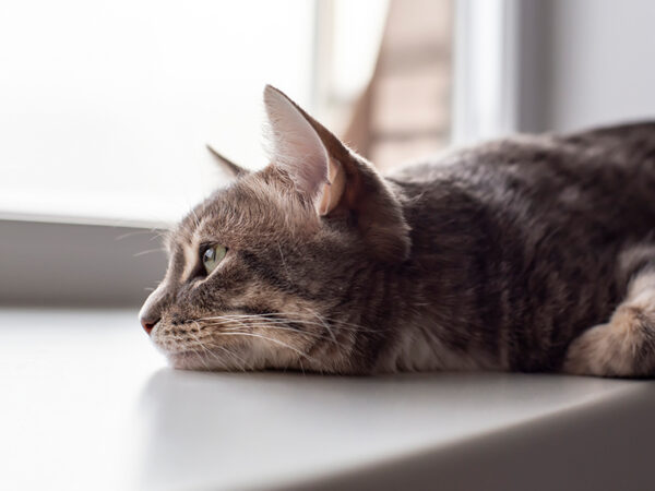 is my cat sad or depressed