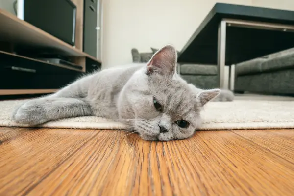 is my cat sad test